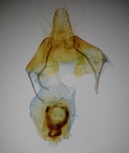 Nycteola siculana